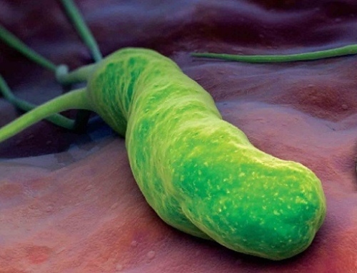 Helicobacter Pylori